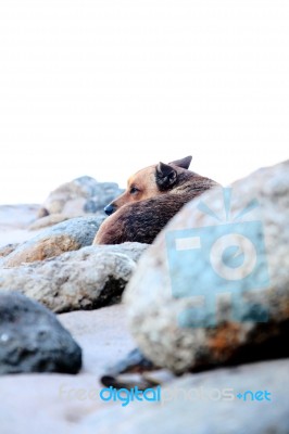 Lonely Dog Stock Photo