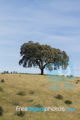 Lonely Holm Oak Tree Stock Photo