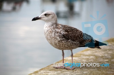 Lonely Seagull On The Docks Stock Photo