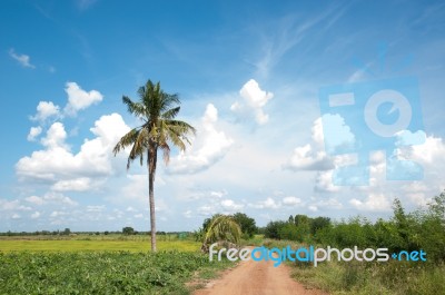 Lonely Toddy Palm Stock Photo