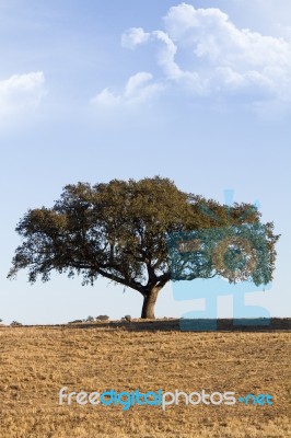 Lonely Tree Stock Photo