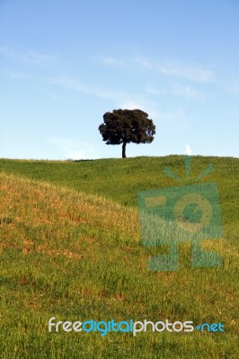 Lonely Tree Stock Photo