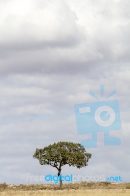 Lonely Tree And Cloudy Sky Stock Photo