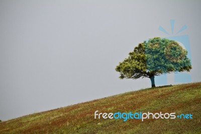 Lonely Tree In Hill Stock Photo