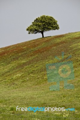 Lonely Tree In Hill Stock Photo