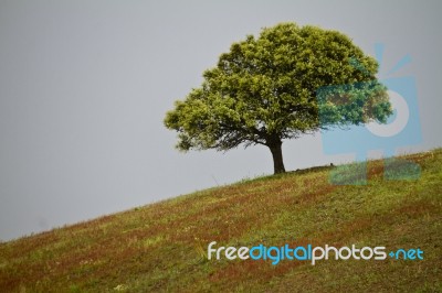 Lonely Tree In Hill Stock Photo