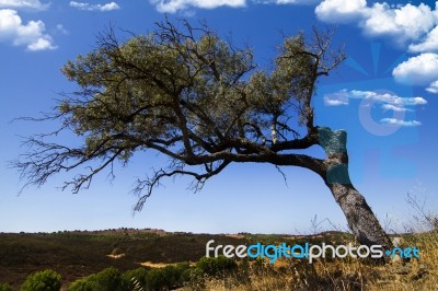 Lonely Tree On A Hill Stock Photo