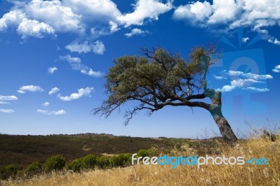 Lonely Tree On A Hill Stock Photo