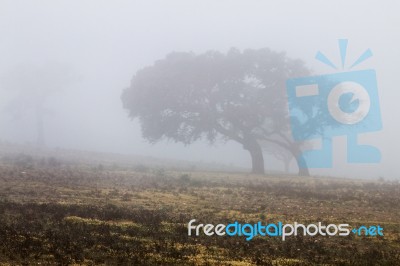 Lonely Tree With Fog Stock Photo