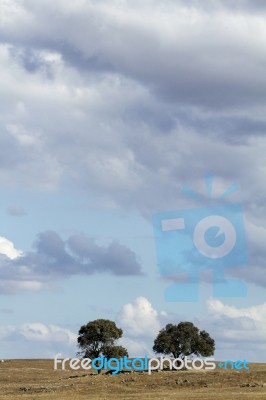 Lonely Trees And Cloudy Sky Stock Photo