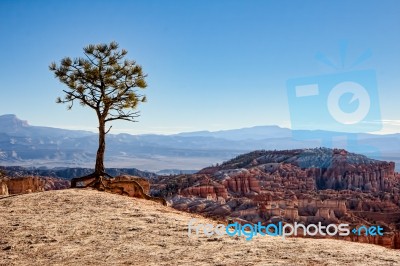 Lonesome Pine On The Edge Of Bryce Canyon Stock Photo