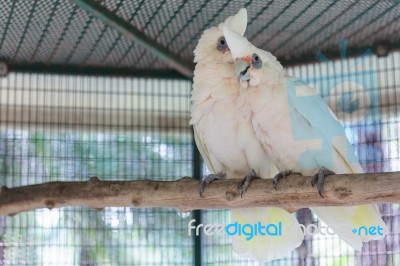 Long Bill Corrella Cockatoo Stock Photo