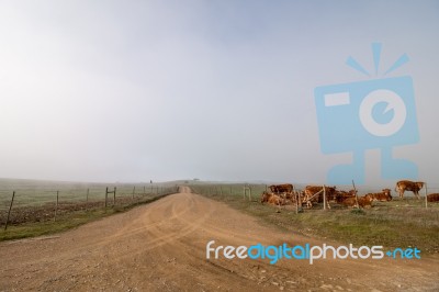 Long Dirt Road Stock Photo