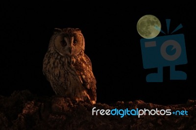 Long Eared Owl And Full Moon Stock Photo