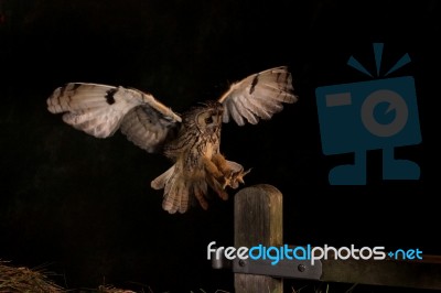 Long Eared Owl In Flight Stock Photo