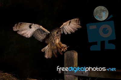 Long Eared Owl In Flight And Full Moon Stock Photo