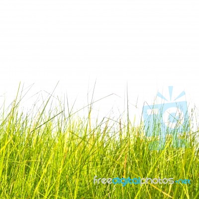 Long Grass Background Stock Photo