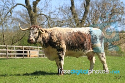 Long Horn Cattle Stock Photo