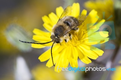 Long Horned Bee Stock Photo