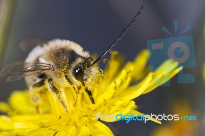 Long Horned Bee Stock Photo