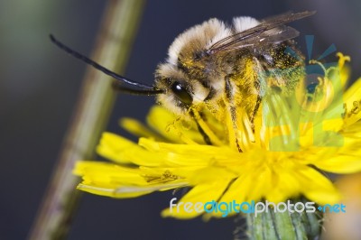 Long Horned Bee Stock Photo