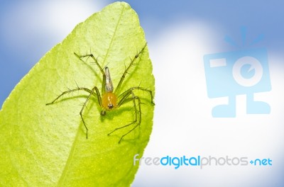 Long Legs Spider And Blue Sky Stock Photo