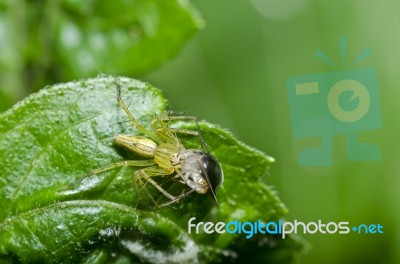 Long Legs Spider Eats Beetle Stock Photo