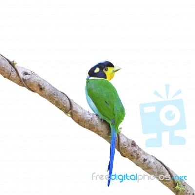 Long-tailed Broadbill Stock Photo