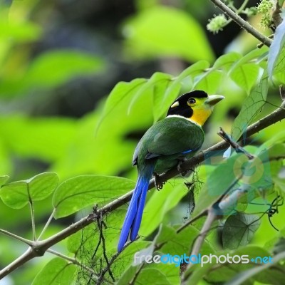 Long-tailed Broadbill Stock Photo