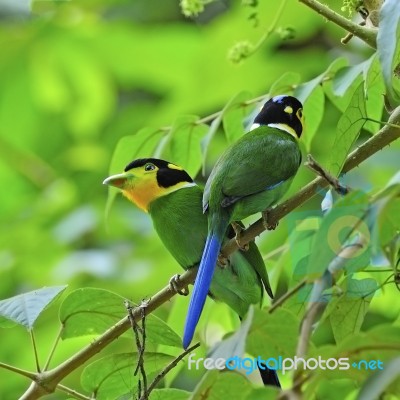 Long-tailed Broadbill Stock Photo