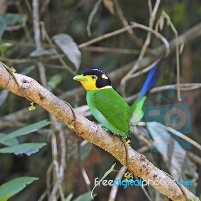 Long-tailed Broadbill Stock Photo