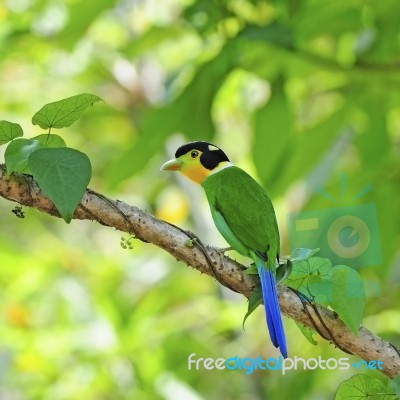 Long-tailed Broadbill Stock Photo