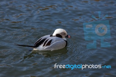 Long-tailed Duck Or Oldsquaw (clangula Hyemalis) Stock Photo