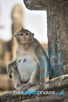 Long-tailed Macaque Female Monkey Sitting On Ancient Ruins Of An… Stock Photo