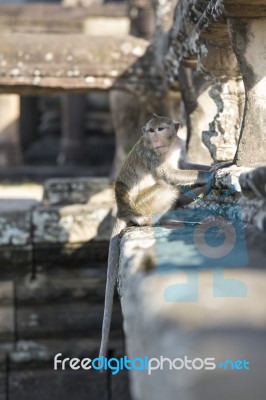 Long-tailed Macaque Monkey Sitting On Ancient Ruins Of Angkor Wa… Stock Photo