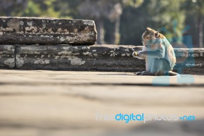 Long-tailed Macaque Monkey Sitting On Ancient Ruins Of Angkor Wa… Stock Photo