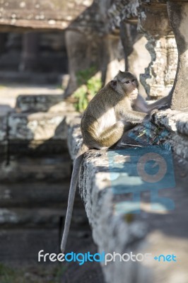 Long-tailed Macaque Monkey Sitting On Ancient Ruins Of Angkor Wa… Stock Photo