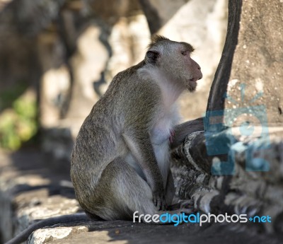 Long-tailed Macaque Monkey Sitting On Ancient Ruins Of Angkor Wa… Stock Photo