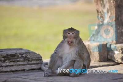 Long-tailed Macaque Monkey Sitting On Ancient Ruins Of Angkor Wa… Stock Photo