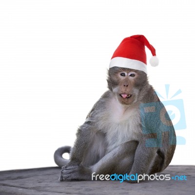 Long-tailed Macaque Monkey With Christmas Santa Hat Isolated On Stock Photo