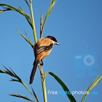 Long-tailed Shrike Stock Photo