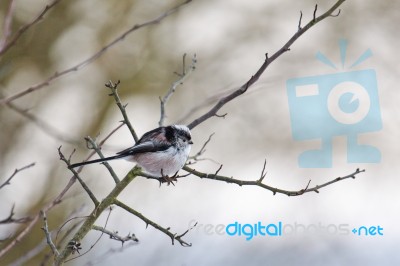 Long Tailed Tit Stock Photo