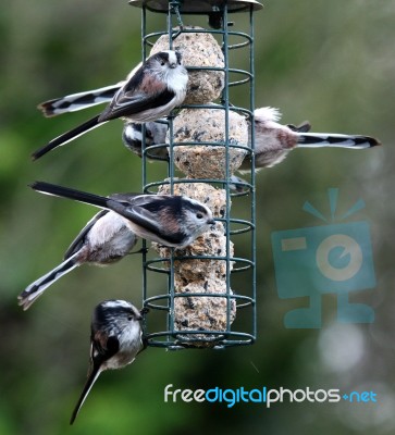 Long Tailed-tit Stock Photo