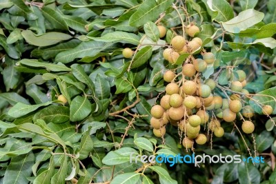 Longan Bunch On The Tree Stock Photo