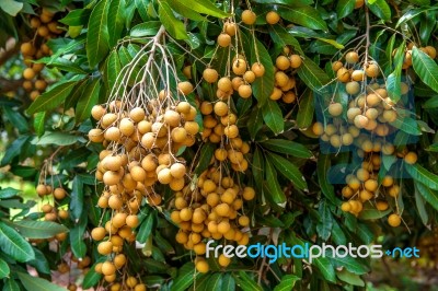 Longan Orchards - Tropical Fruits Beautiful Longan In Thailand Stock Photo