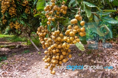 Longan Orchards - Tropical Fruits Beautiful Longan In Thailand Stock Photo