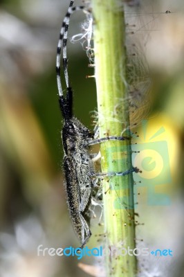 Longhorn Bug Stock Photo