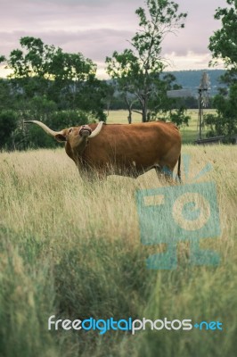 Longhorn Cow In The Paddock Stock Photo