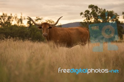 Longhorn Cow In The Paddock Stock Photo