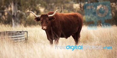 Longhorn Cow In The Paddock Stock Photo